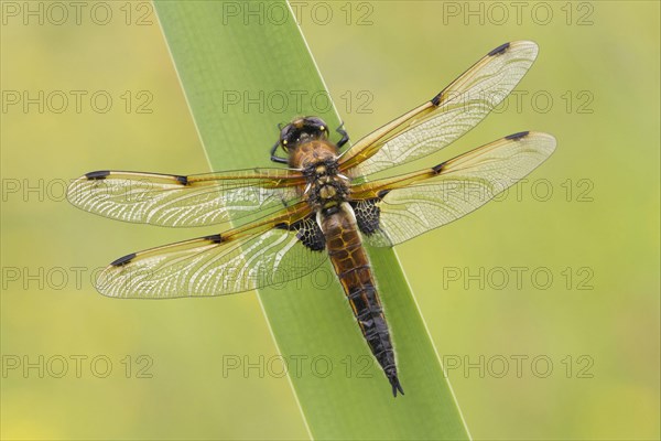 Four-spotted Chaser