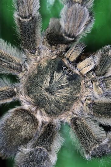 Common tarantula