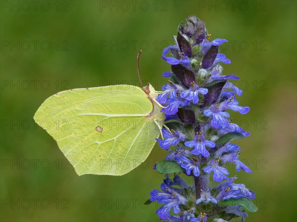 Brimstone