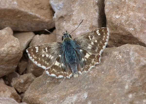 Skipper butterfly