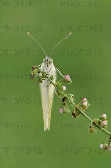 Small White