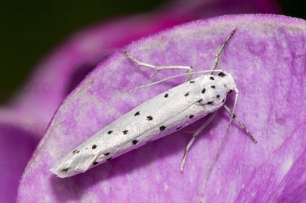 Spindle Ermine