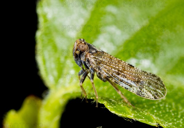 Furry Glass-winged Cicada