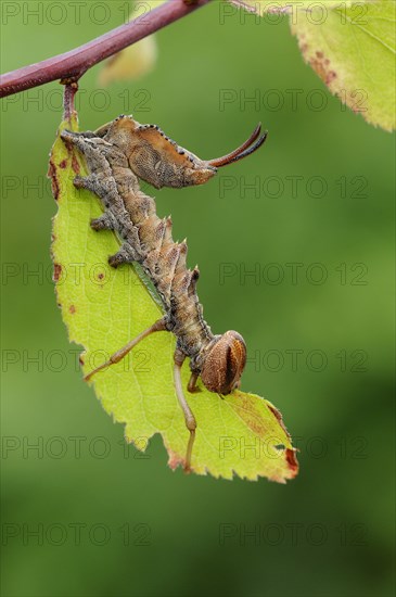 Lobster Moth