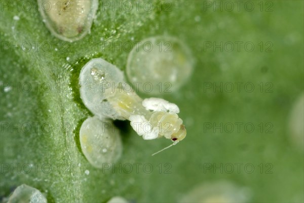 Cabbage moth scale insect