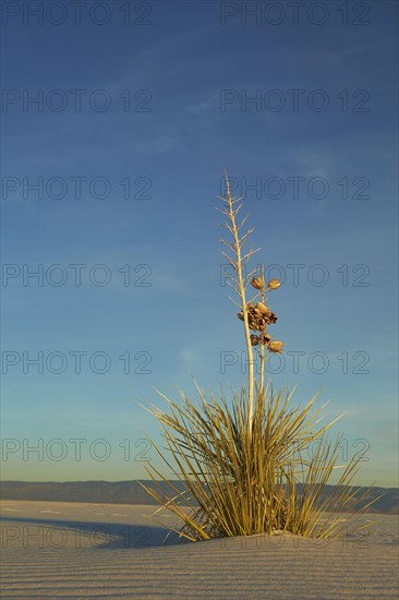 Soapree soaptree yucca