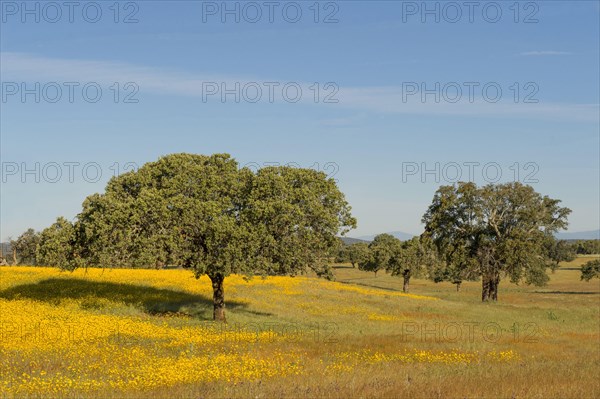 Habitus holm oak