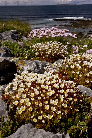 Irish Saxifrage