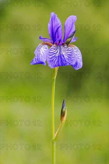 Siberian Iris