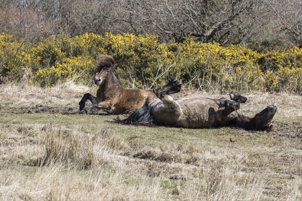 Exmoor pony