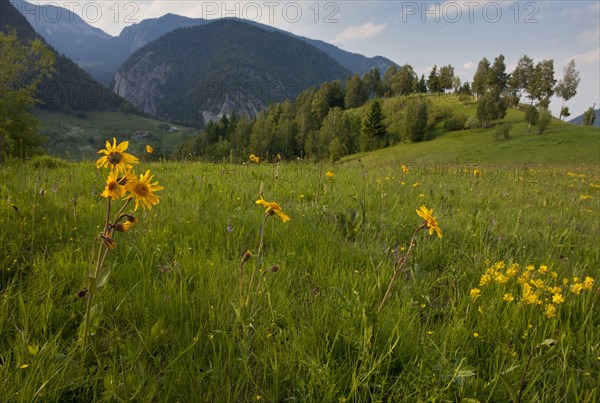 Arnica