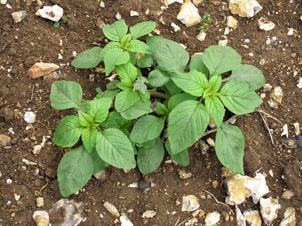 Common amaranth