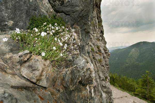 Alpine creeping baby's breath