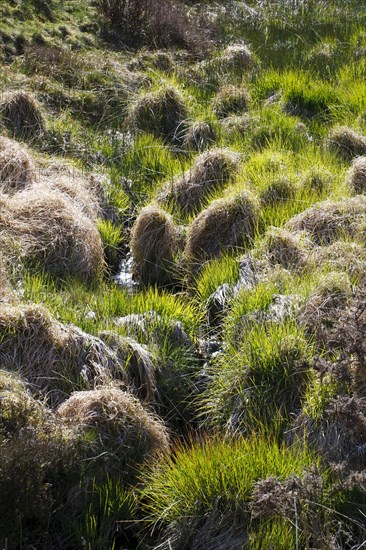 Blue moor-grass