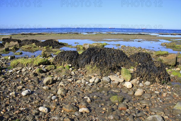 Bladder wrack