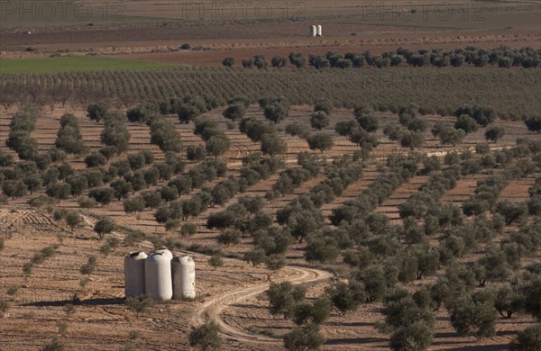 Olive grove