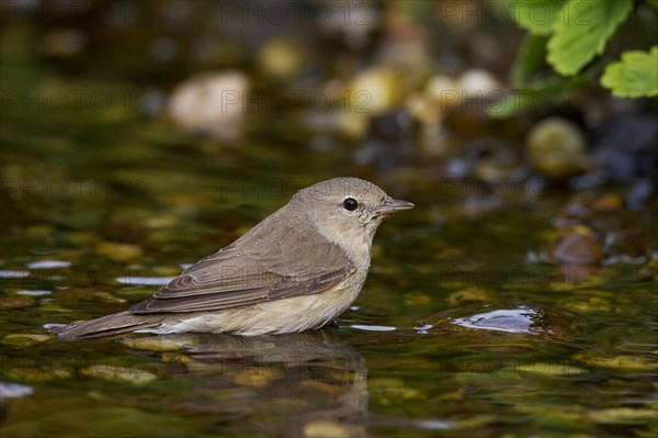 Garden warbler