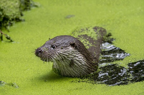 European european otter