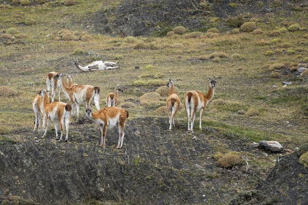 Group of guanacos