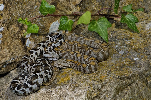 Wagner's mountain viper