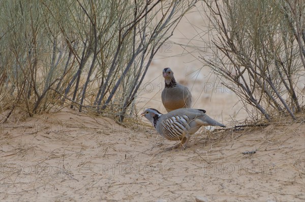 Barbary Partridge