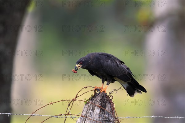 Snail kite