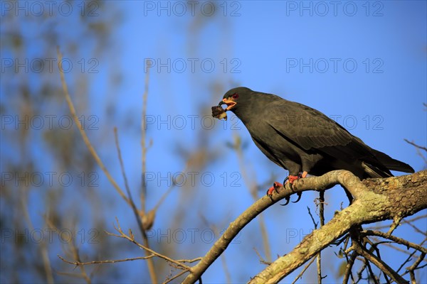 Snail kite