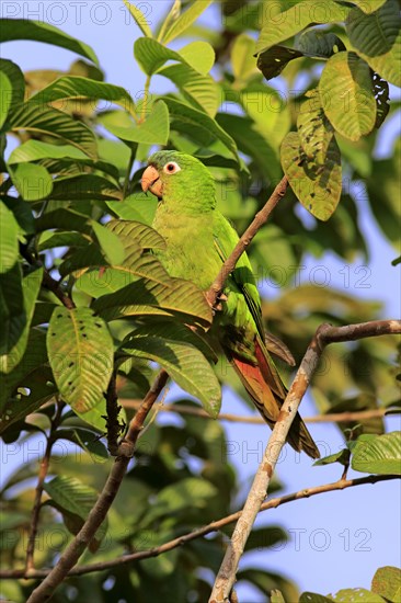 Sharp-tailed Parakeet