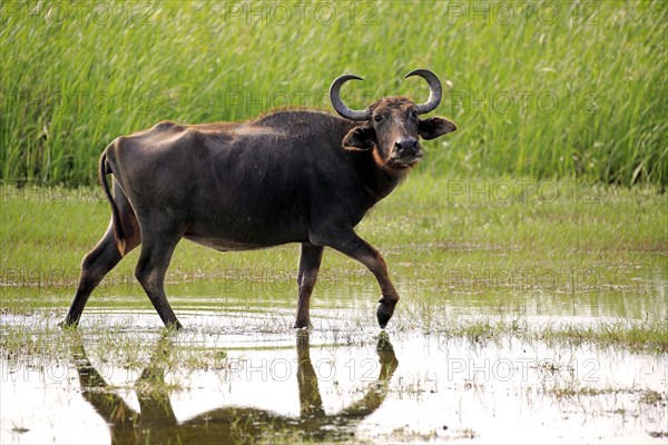 Water buffalo