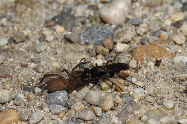 Toenail wasp