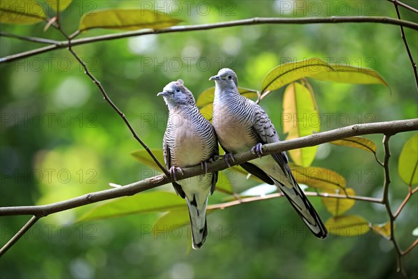 Zebra Dove