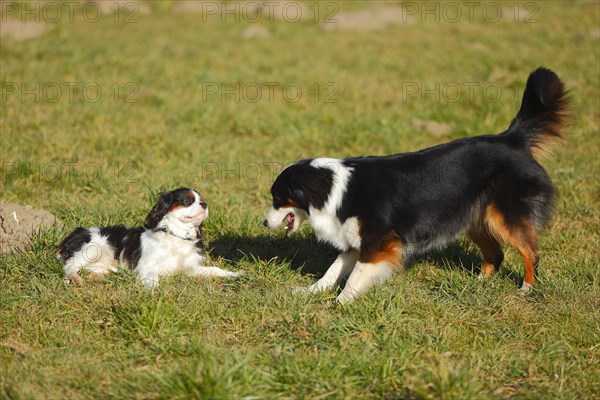 Australian Shepherd