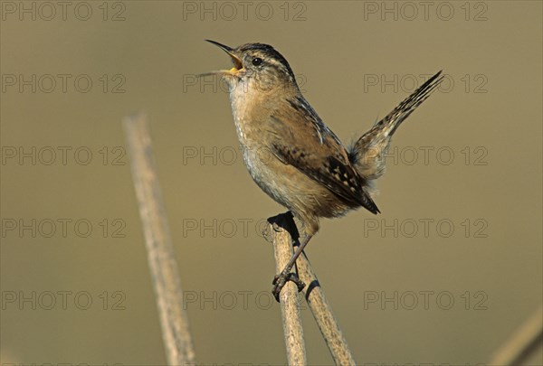 Marsh Wren