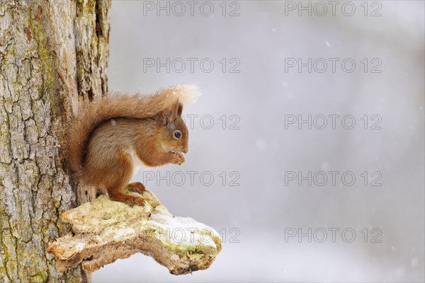 Eurasian red eurasian red squirrel