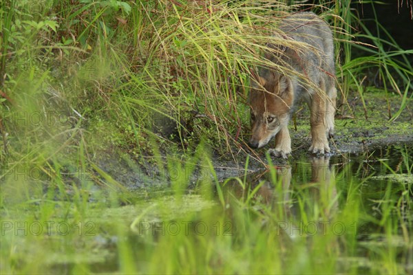 Grey gray wolf