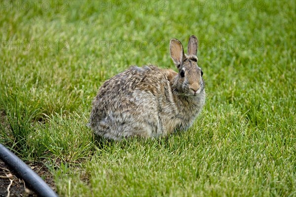 Mountain cottontail