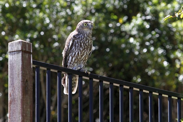 Barking Owl