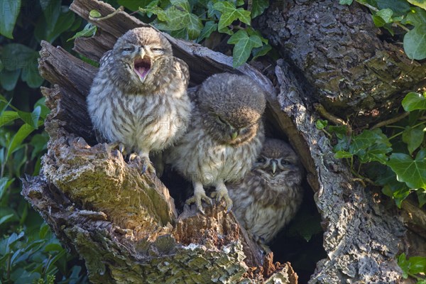 Little Owl