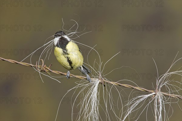 Great Tit