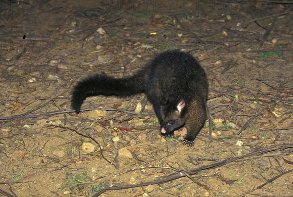 Common common brushtail possum