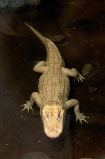 American american alligator