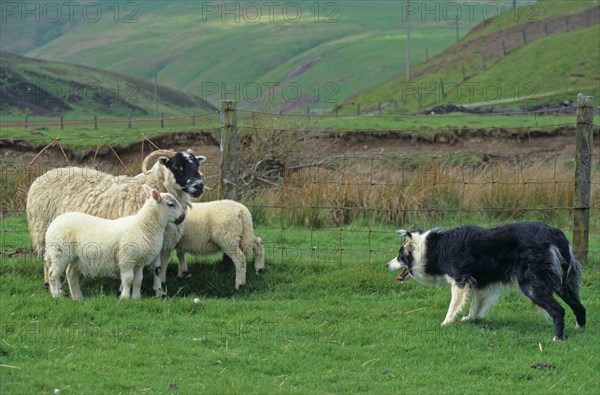 Sheep farming