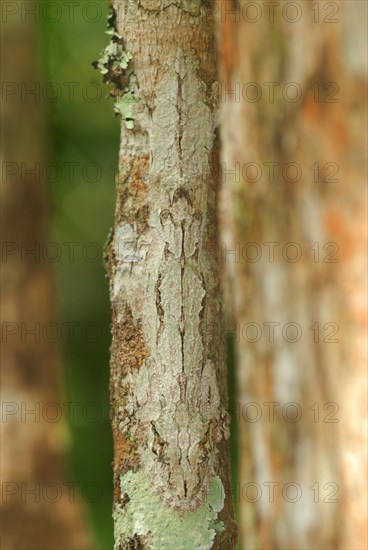 Giant Leaf-tailed Gecko