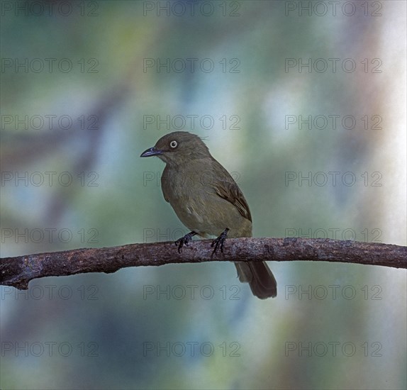 Sombre greenbul