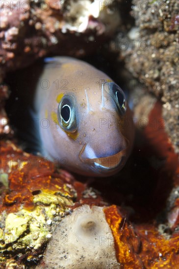 Midas Blenny