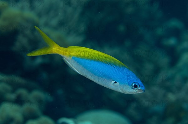 False Yellowtail Fusilier