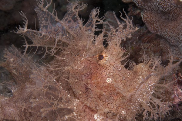 Fringed scorpionfish