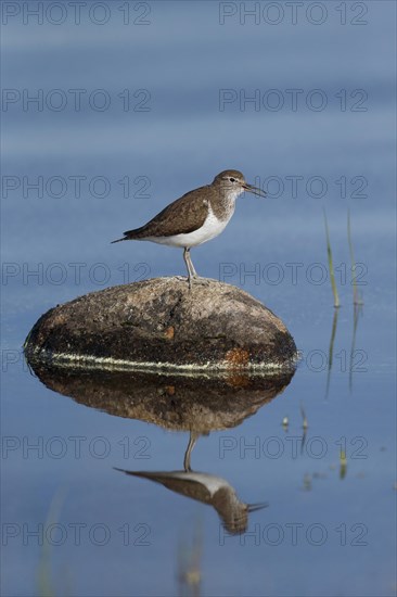 Common Sandpiper