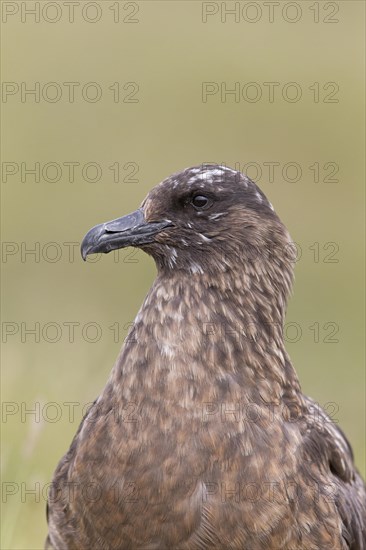 Great Skua