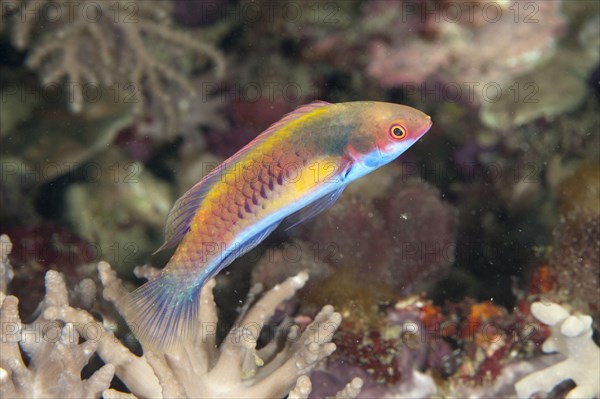 Blue-sided Wrasse